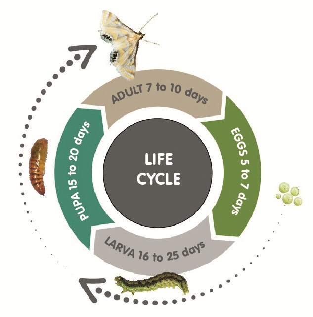 ciclo de vida Heliothis armigera